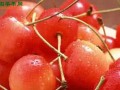 大連特產(chǎn)大櫻桃“登上”達(dá)沃斯論壇 ()