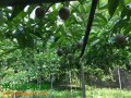 信宜合水百香果市場(chǎng)暢銷 ()