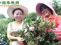 江蘇溧陽藍(lán)莓采摘節(jié)開幕 ()