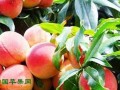 成都水蜜桃成功出口“一帶一路國家” ()