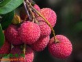 湛江荔枝出口基本結(jié)束 ()
