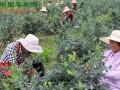 安徽安慶：溫泉鎮(zhèn)龍井村打造名副其實(shí)“藍(lán)莓村” ()