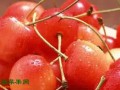 美國西北櫻桃48小時(shí)飛抵上海 ()