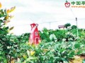 廣東惠州：水果種植面積達(dá)110萬畝 ()