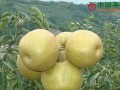 河北威縣：著力推動(dòng)梨產(chǎn)業(yè)升級(jí) ()