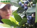 青島張家樓：藍(lán)莓“走紅”央視 ()
