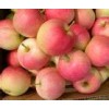 大量供應(yīng)冷庫紙袋75紅富士