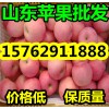 山東紅嘎啦/美八蘋果產(chǎn)地直銷大量上市