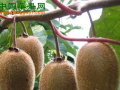 貴州興仁：獼猴桃助百姓致富增收 ()