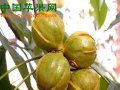 浙江臨安：核桃三年攻堅行動展開 ()