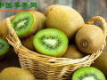 江西遂川：獼猴桃種植促進百姓增收 ()