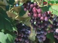 浙江蕭山：葡萄大量豐收 ()