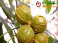 浙江臨安：“臨安山核桃”亮牌戰(zhàn)略啟動(dòng) ()
