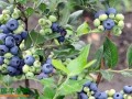吉林白山：長(zhǎng)白山藍(lán)莓采摘節(jié)開(kāi)幕 ()