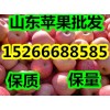 15266688585山東美八價(jià)格便宜