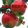 山東嘎啦美八蘋果產(chǎn)地直銷