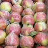 冷庫紅富士.嘎啦.美八