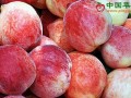 提升我國(guó)果業(yè)競(jìng)爭(zhēng)力迫在眉睫 ()