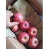 紅富士蘋(píng)果價(jià)格