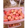 山東蘋(píng)果紅將軍，紅星，中秋佳節(jié)最佳禮品