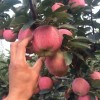 山東優質紅星紅將軍蘋果上市產地直銷質優價廉貨源充足價格便宜