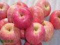 蘋(píng)果產(chǎn)量穩(wěn)中有升 價(jià)格兩極分化 ()