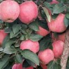 18315768022山東金帥/紅星/紅將軍蘋果產地價格