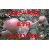 紅富士蘋果批發(fā)，萬畝果園直銷