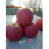 供應高原紙袋紅富士