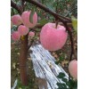 本人大量供應(yīng)陜西紅富士蘋(píng)果