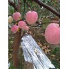 本人大量供應(yīng)陜西紅富士蘋(píng)果