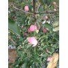 大量提供紅富士，代辦