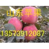 山東蘋果產(chǎn)地紅富士蘋果價(jià)格
