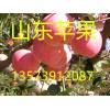 山東蘋果價格13573912087