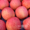 今日紅富士蘋果收購價格