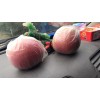 2017年陜西膜袋紅富士蘋果價格 圖片 產地