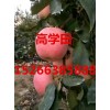 常年供應山東優(yōu)質紅富士蘋果