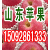 今日紅富士蘋果批發價低