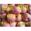 山東蘋果價格13573912087