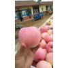 山東紅富士蘋果價(jià)格