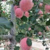 延安宜川縣紅富士