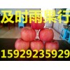 紅富士蘋果價格/山西紅富士蘋果/陜西紅富士蘋果批發價格