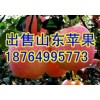 山東日照紅富士蘋果大量上市，火熱上市