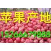 山東紙袋紅富士蘋果批發行情