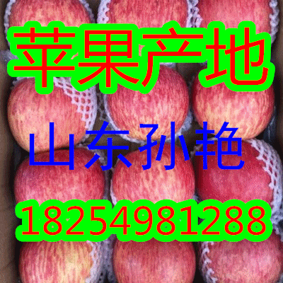 １８２５４９８１２８８山東紅富士/紙袋膜袋/紙夾膜蘋果產地