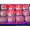 山西紅富士蘋果/陜西紅富士蘋果/山東紅富士蘋果批發(fā)價格