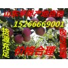 山東蘋果 紅富士蘋果 紅將軍蘋果批發基地