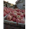 山東萬(wàn)畝條紋冰糖心紅富士蘋(píng)果上市銷售