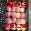 紅富士蘋果萬畝果園現貨采摘