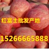 15266665888大量供應(yīng)紅富士蘋果 產(chǎn)地直銷